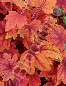 Heucherella 'Sweet Tea'